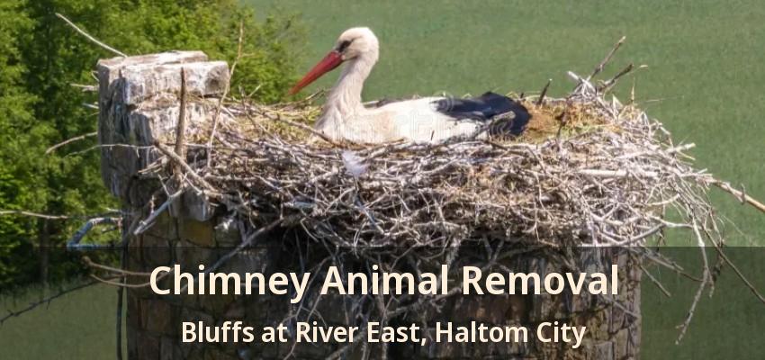 Chimney Animal Removal Bluffs at River East, Haltom City - TX