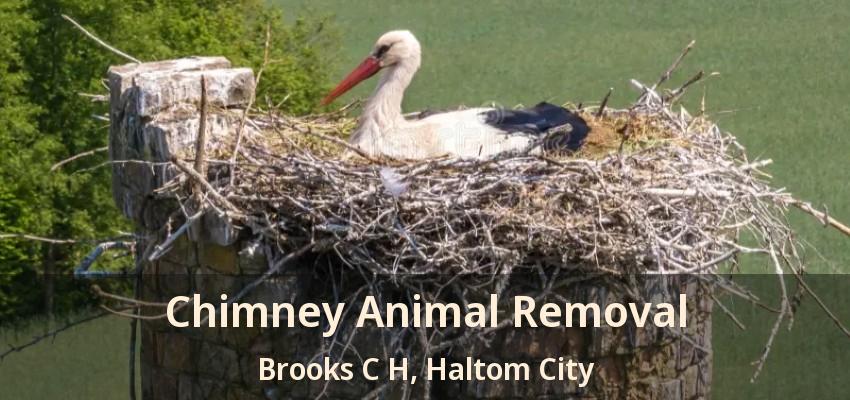 Chimney Animal Removal Brooks C H, Haltom City - TX
