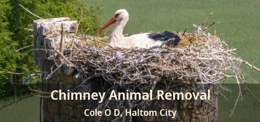 Chimney Animal Removal Cole O D, Haltom City - TX