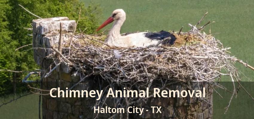 Chimney Animal Removal Haltom City - TX
