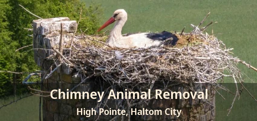 Chimney Animal Removal High Pointe, Haltom City - TX