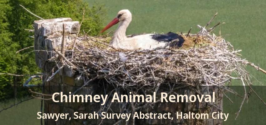 Chimney Animal Removal Sawyer, Sarah Survey Abstract, Haltom City - TX
