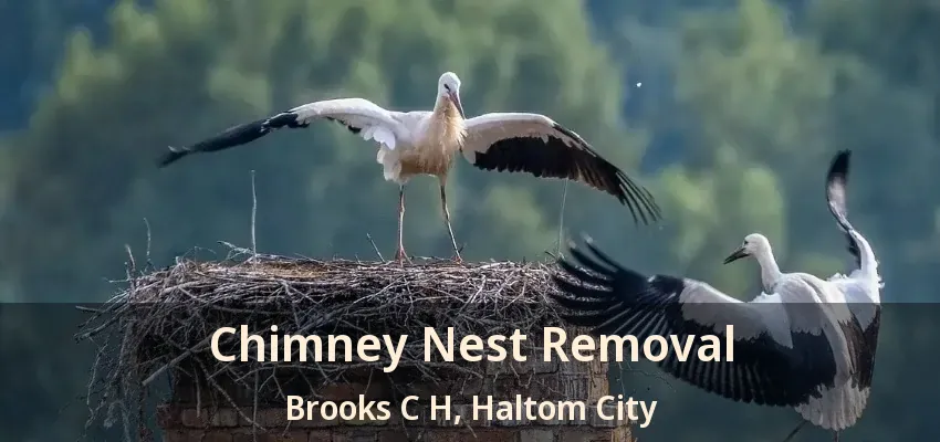 Chimney Nest Removal Brooks C H, Haltom City - TX