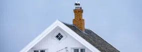 Chimney Nest Removal Haltom City